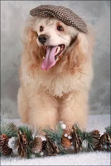 Ce chien est un ... ?