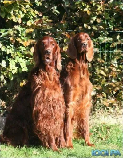 Ces chiens sont des... ?