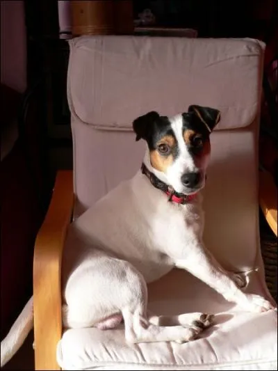 Ce chien est un... ?