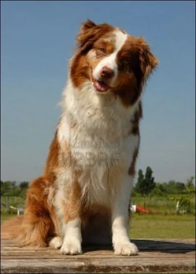 Ce chien est un... ?