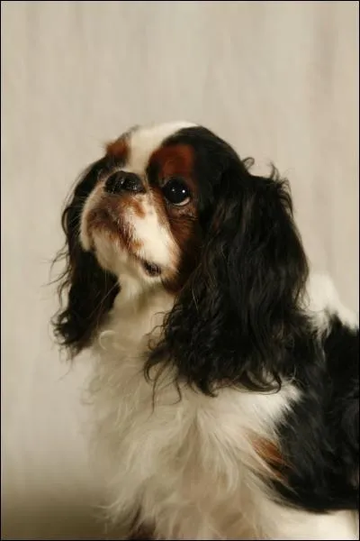 Ce chien est un... ?