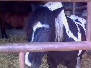 Joker est de quelle robe ?