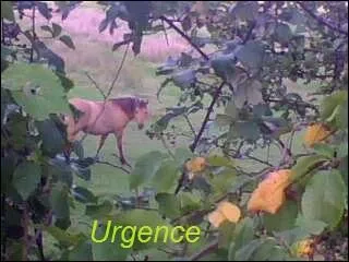 Urgence est de quelle robe ?