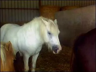 Galoupi est de quelle robe ?