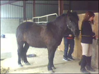 Quiri est de quelle robe ?