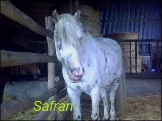 Safran est de quelle robe ?