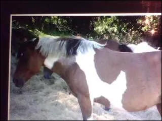 Lgende est de quelle robe ?