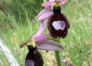 Quiz Ophrys