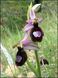 Quelle est cette ophrys ?