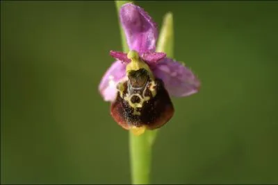Quelle est cette ophrys ?