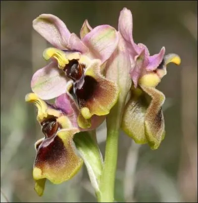 Quelle est cette ophrys ?