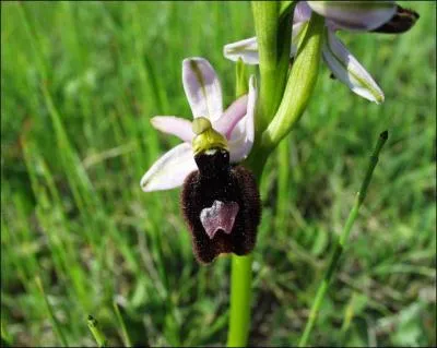 Quelle est cette ophrys ?
