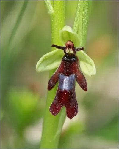 Quelle est cette ophrys ?