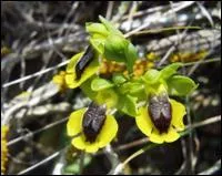 Quelle est cette ophrys ?