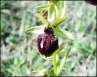 Quelle est cette ophrys ?