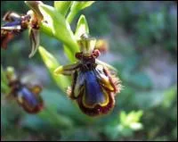 Quelle est cette ophrys ?