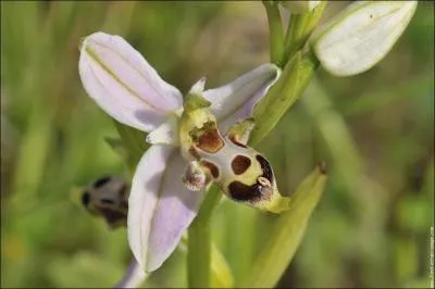 Quelle est cette ophrys ?
