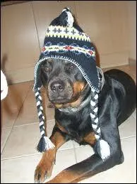 Comment s'appelle ce chien qui a les mmes couleurs que le doberman ?