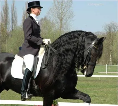 Le Frison est principalement utilis pour :