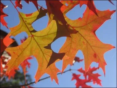 Quel est le nom vernaculaire de Quercus coccinea dont les feuilles rougissent  l'automne ?