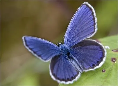Quel est ce petit papillon bleu ?