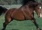Quiz Le Tennessee Walker