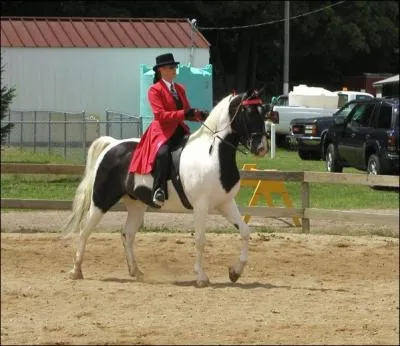 Aujourd'hui, le Tennessee Walker est surtout utilis pour :