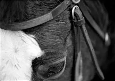 Pourquoi sectionne-t-on les ligaments de la queue ?