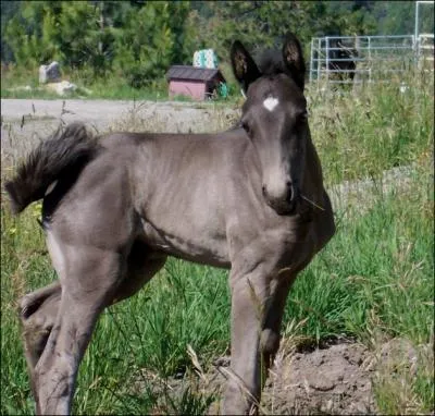 Enfin,  partir de quel ge certains leveurs commencent-ils  utiliser des objets barbares sur les poulains ?