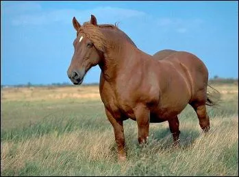 Ce cheval de trait est reconnaissable  sa robe :