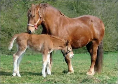 Combien pse-t-il en moyenne ?