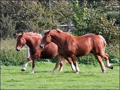 Quelle taille peut-il atteindre au garrot ?