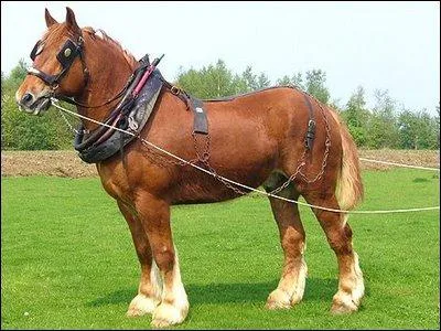 Son tour de sangle est plus gros que celui du Shire, mais combien mesure-t-il ?