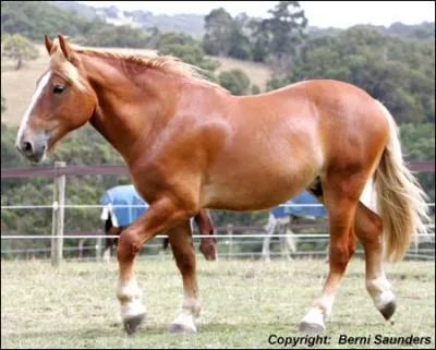 Deux annes ont t particulirement critiques et la race a bien failli disparatre. De quelles annes s'agit-il ?