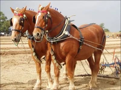 Le Suffolk Punch est-il plus massif que le Shire ou le Clydesdale ?