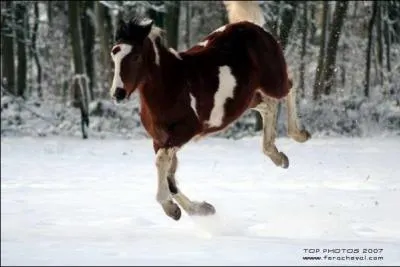 Quand les poulains jouent, ils excutent souvent :