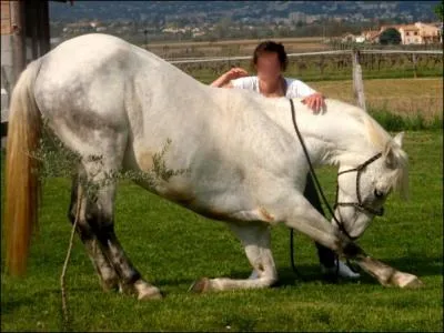 Ce cheval excute :