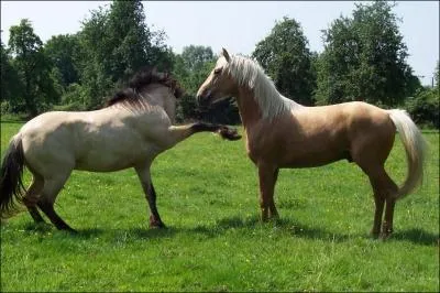 Que font ces deux poneys ?