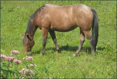 Que fait ce cheval ?