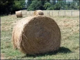 Combien de fois par jour nourrit-on un cheval ?