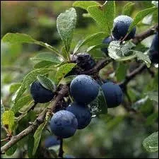 A la sainte Marthe, ... . . mres, bonnes tartes