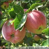 A la sainte Croix, cueille les ... . . et gaule les noix