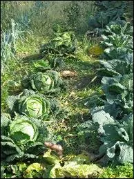 Coupe le ... .  la saint gall, en hiver c'est un rgal