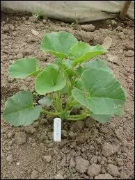 A partir de la Saint-Simon, tu peux semer tes ... . .