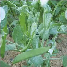 Sme tes ... .  la Saint Patrice, tu en auras  ton caprice