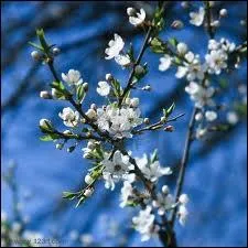 Avril fait la ... . , Mai en a l'honneur