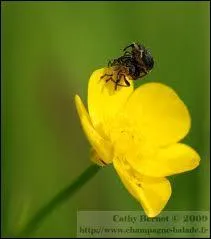 A la Saint-Thodore, fleurit le ... . .