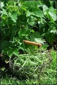 Qui sme les ... ...  la Saint Didier, en cueillera par millier