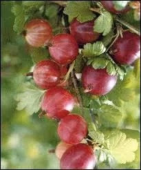 A la saint Jean, les ... . . vont rougissant