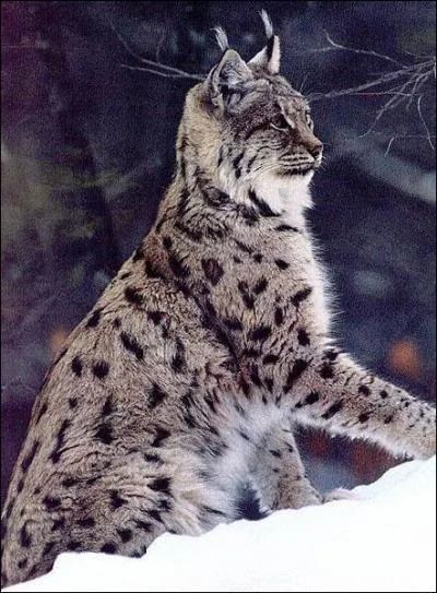 C'est le seul grand flin prsent en Europe. En France, on le trouve dans les forts du Jura, des Vosges et des Alpes. C'est... ?